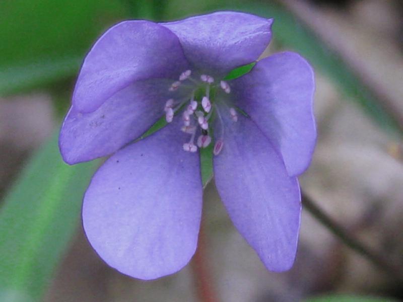 Im Aufgehen begriffen - die Blüte des Leberblümchens