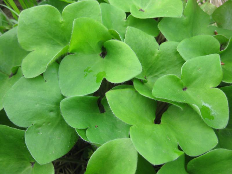 Frisches Grün - Hepatica nobilis