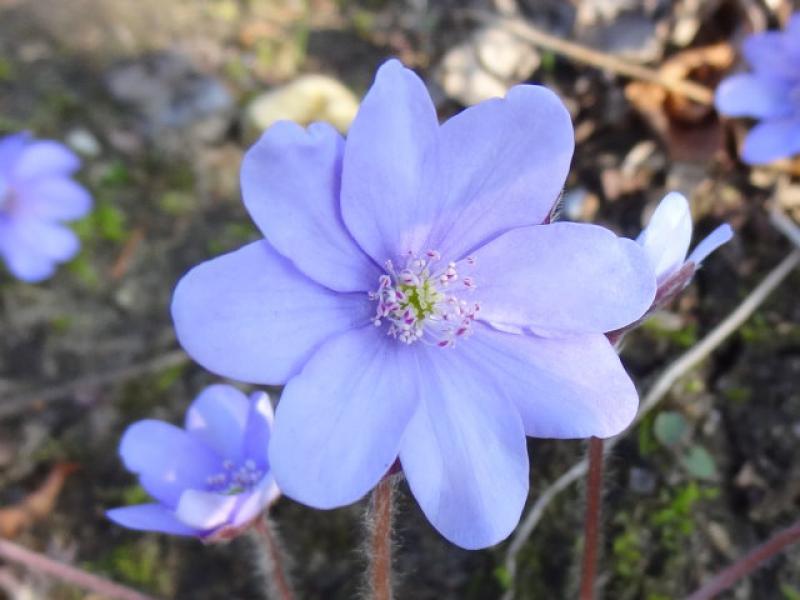 Blüte von Hepatica nobilis im Detail