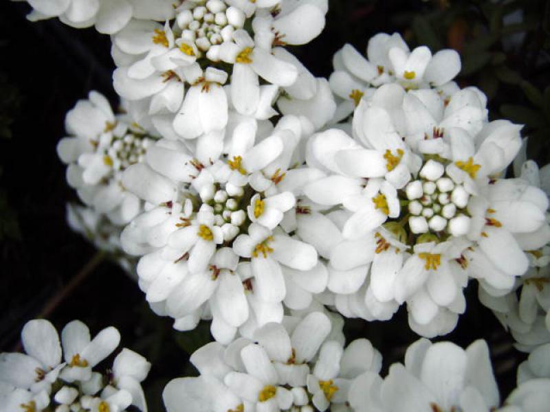 Blüten der Immergrünen Schleifenblume