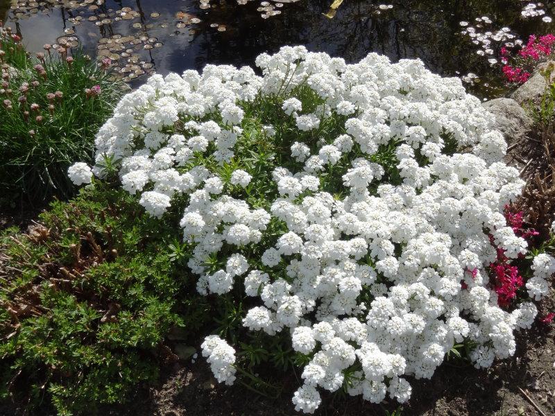 Wuchsform der Immergrünen Schleifenblume