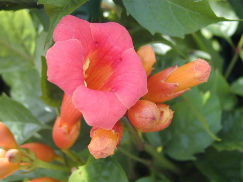 Campsis taglibuana Mme Galen