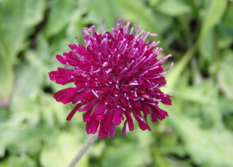 Mazedonische Witwenblume - rotviolette Blüte