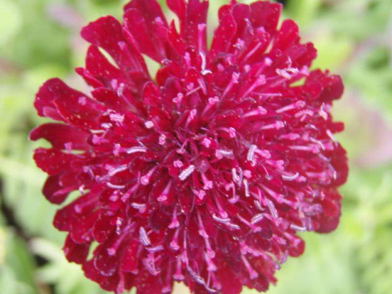 Knautia macedonica - dunkelrote Blüte