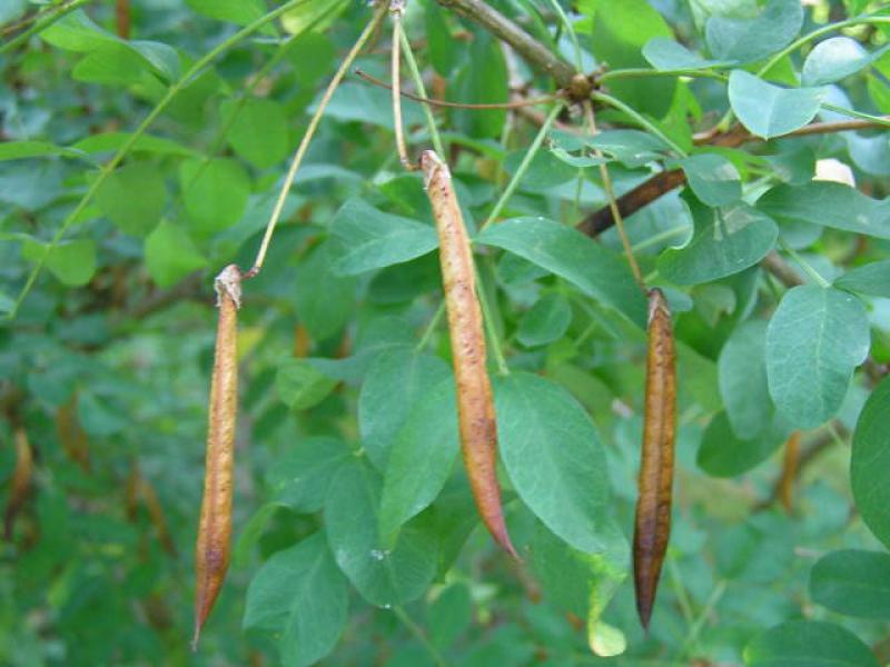 Früchte von Caragana arborescens im August