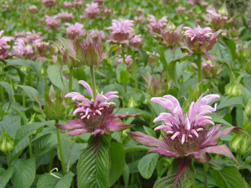 Monarda fistulosa Marshall Delight