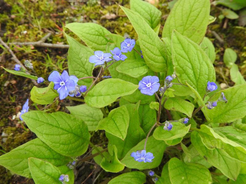 Frühlings-Gedenkemein: Zarte blauen Blüten mit weißer Zeichnung