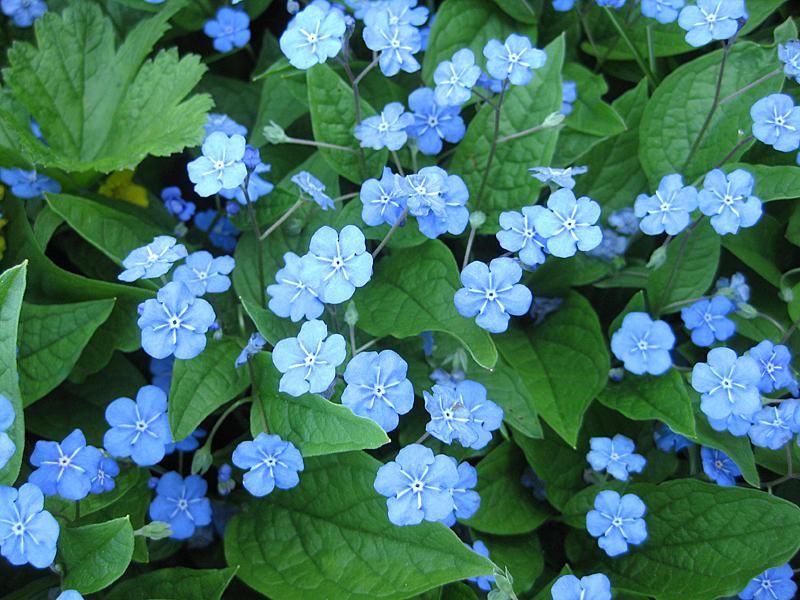 Blaublühendes Frühlings-Gedenkemein
