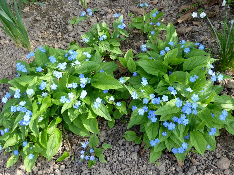 Das Frühlings-Gedenkemein blüht leuchtend blau im April.