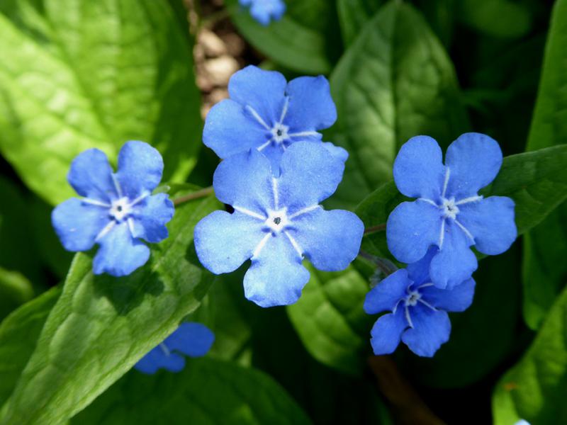 Himmelblaublühende Omphalodes verna