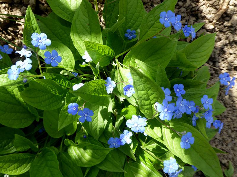 Omphalodes verna - ein blaublühender Bodendecker für schattige Bereiche