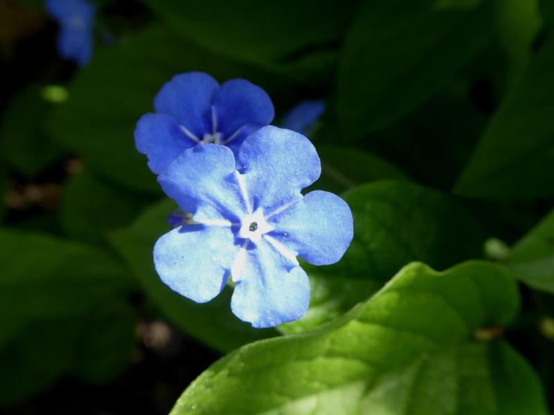 Leuchtend blaue Blüte mit weißer Mitte - Frühlings-Gedenkemein