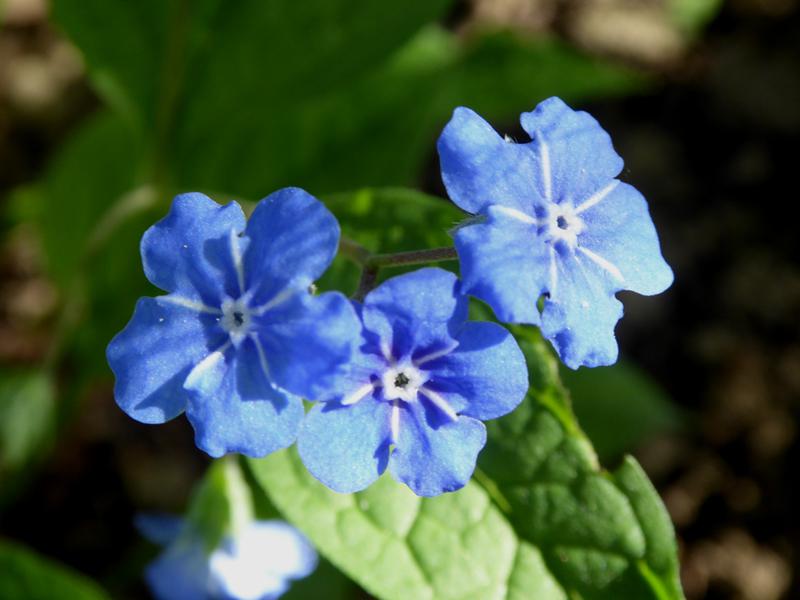 Blaue Blüten der Omphalodes verna im April