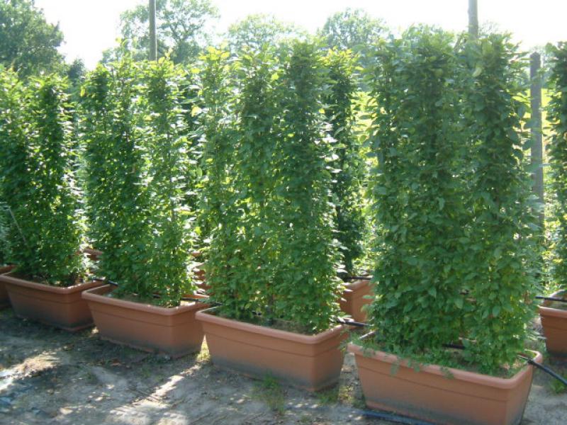 Carpinus betulus Fastigiata Heckenelement 160 x 90 x 30 cm