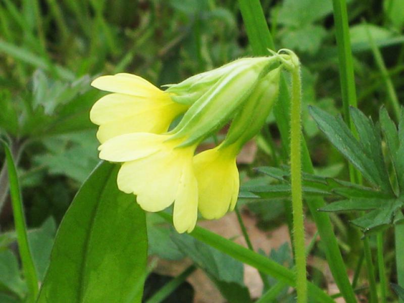 Primula elatior - gelbe Blüte
