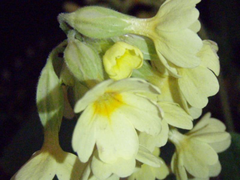Primula elatior - Blüte
