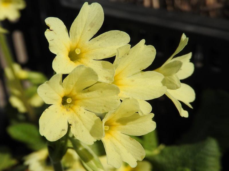 Gelbe Blüten der Primula elatior