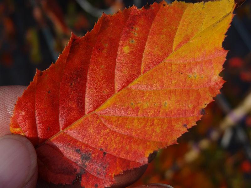 Carpinus carolianum im Herbstkleid