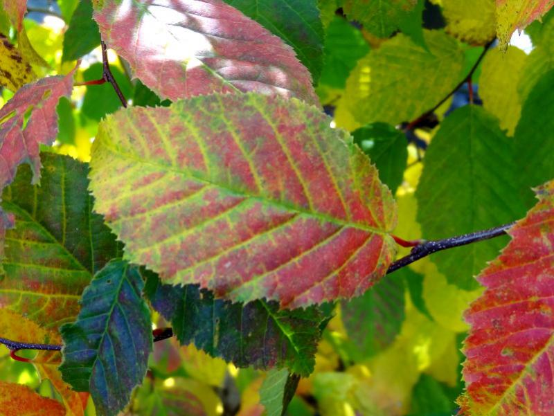 Carpinus carolianum mit anfänglicher Herbstfärbung Mitte Oktober