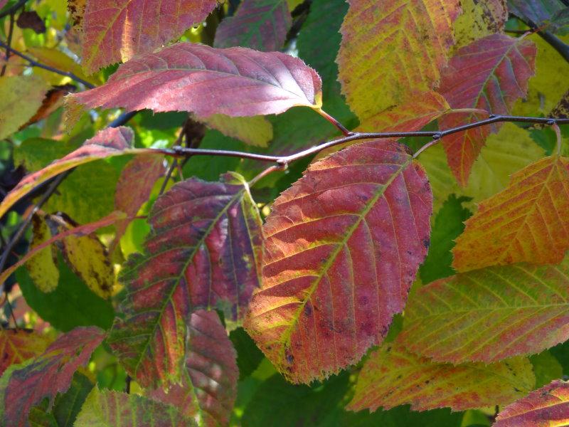 Start der Herbstfärbung bei Carpinus carolianum