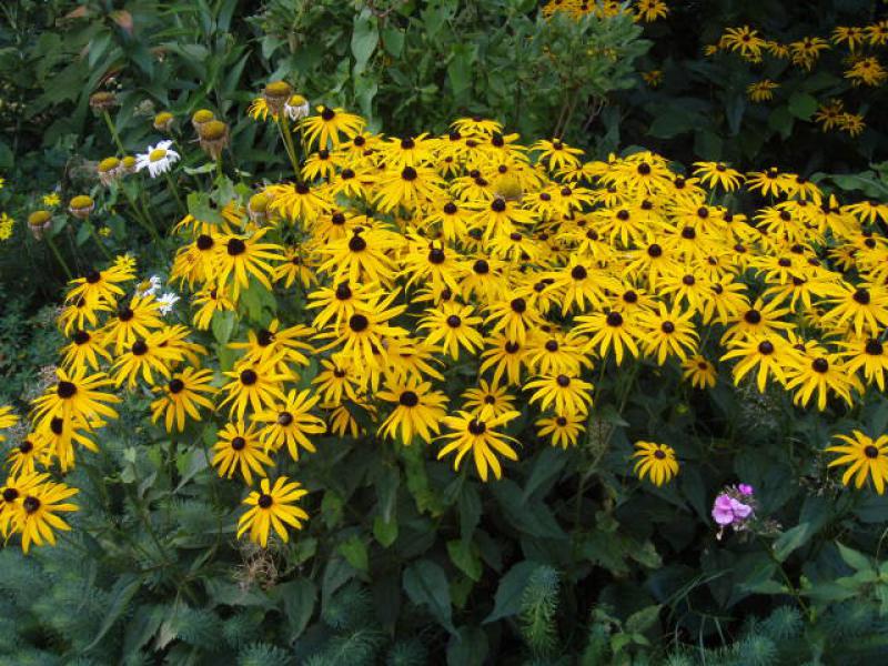 Reiche gelbe Blüte: Sonnenhut Goldsturm