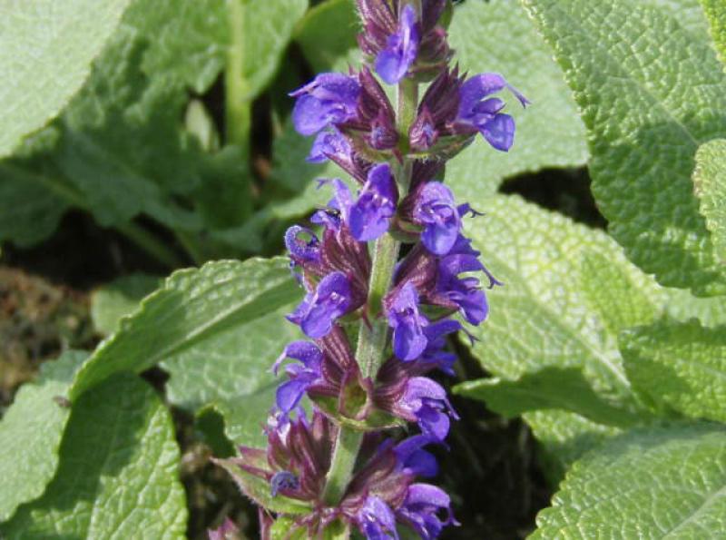 Violette Blüten des Garten-Salbeis Ostfriesland