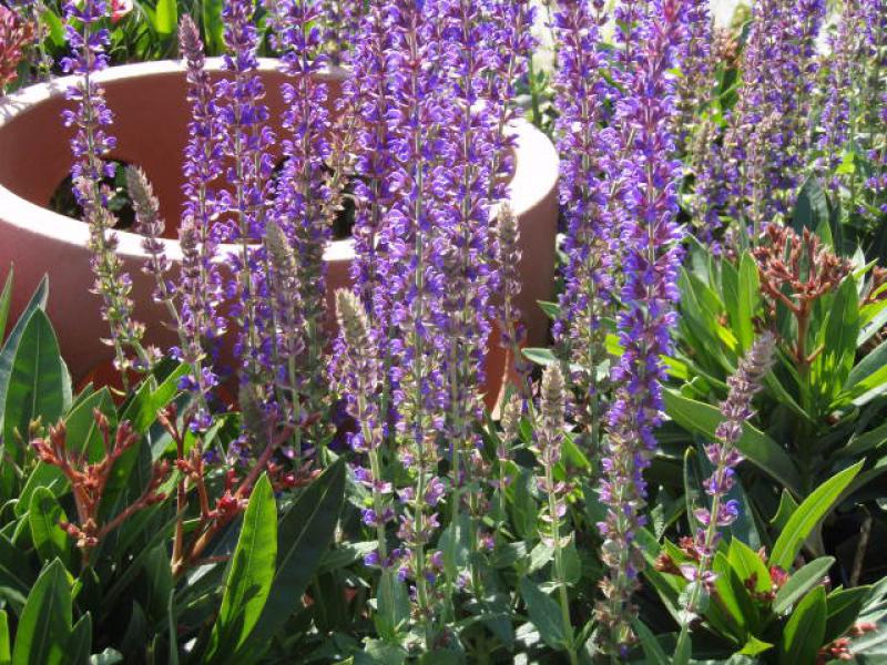 Salvia nemorosa Ostfriesland mit lila Blüten