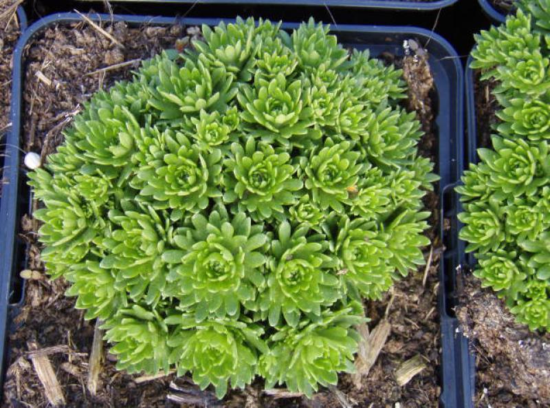 .Saxifraga arendsii Red Cap