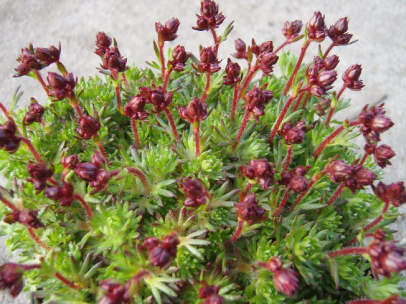 .Saxifraga arendsii Red Cap
