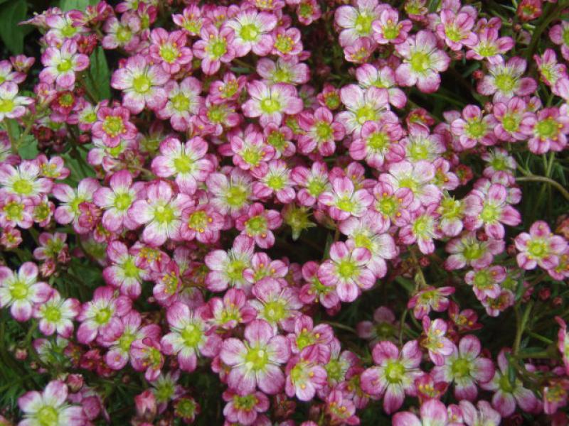 .Saxifraga arendsii Red Cap