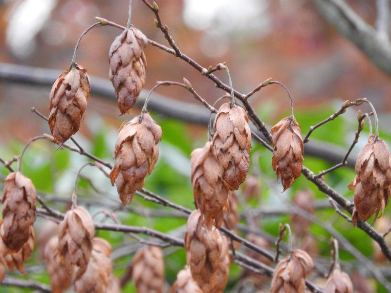 Früchte der japanischen Hainbuche, aufgenommen Anfang November