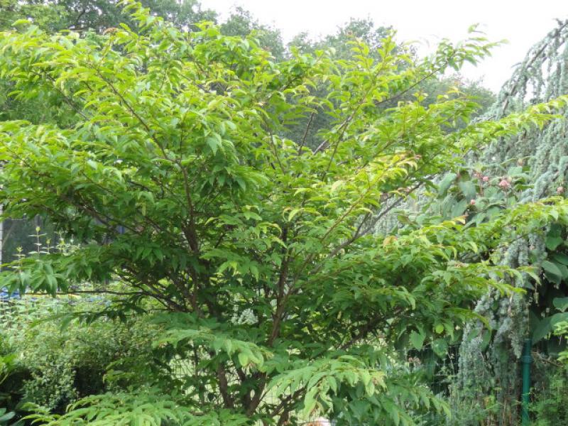 Carpinus japonica