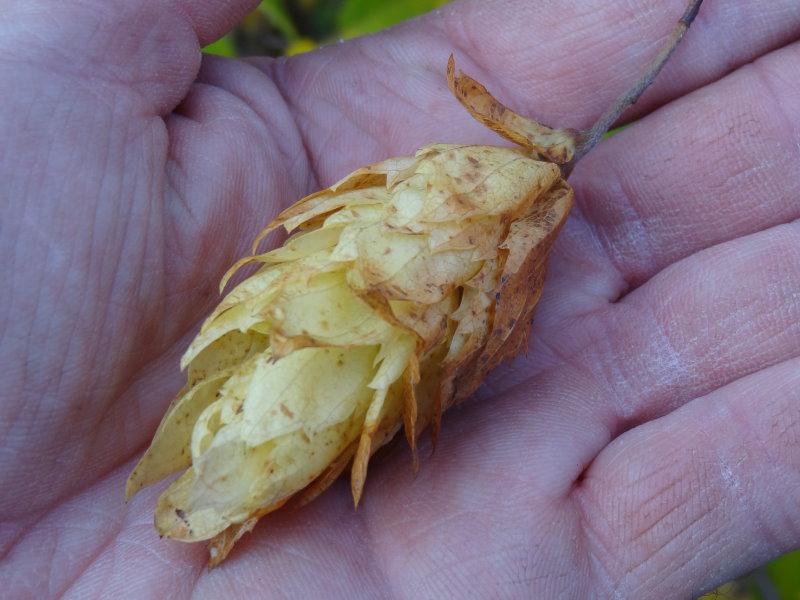 Attraktive Frucht der Japanischen Hainbuche