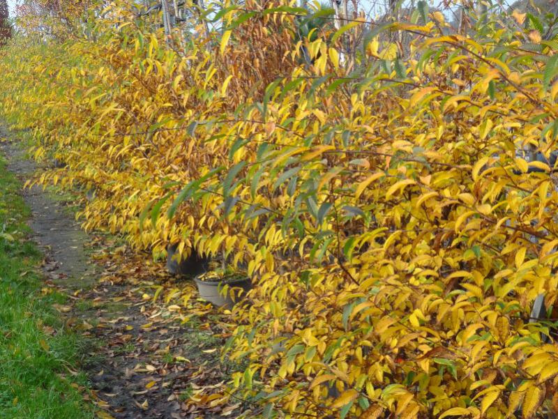 Quartier mit Carpinus japonica im Herbst