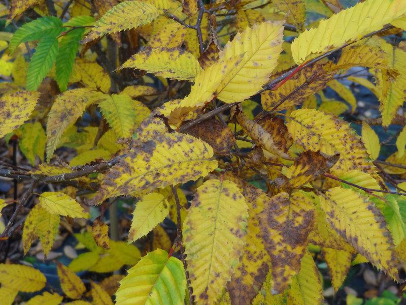 Carpinus japonica mit Herbstlaub