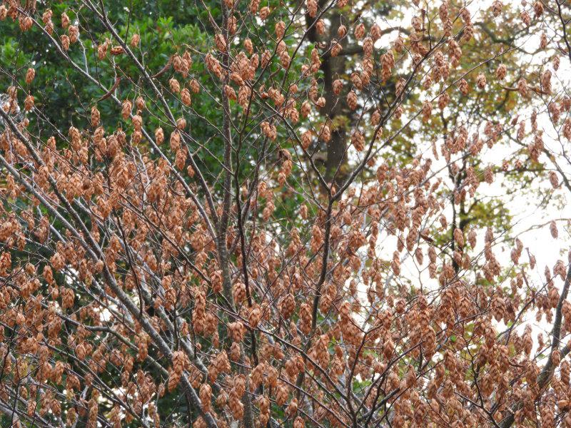 Fruchtschmuck bei Carpinus japonica, aufgenommen Anfang November