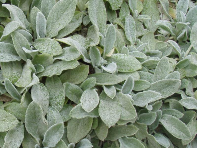 Stachys byzantina Silver Carpet