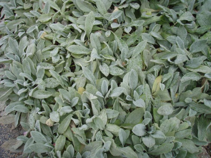 Schöner Bodendecker für trockene Standorte: Stachys byzantina Silver Carpet