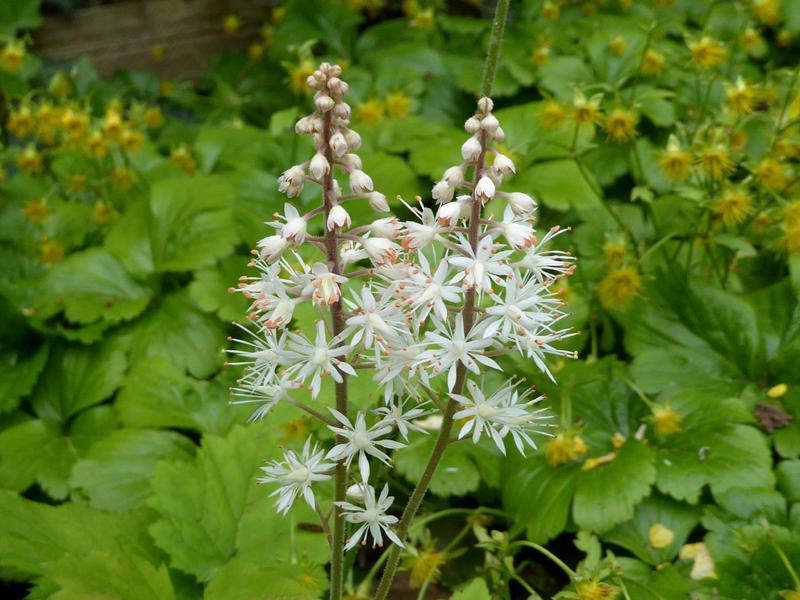 Die Schaumblüte hellt mit ihren hellgrünen Blätter und weißen Blüten auch dunkle Gartenecken auf.