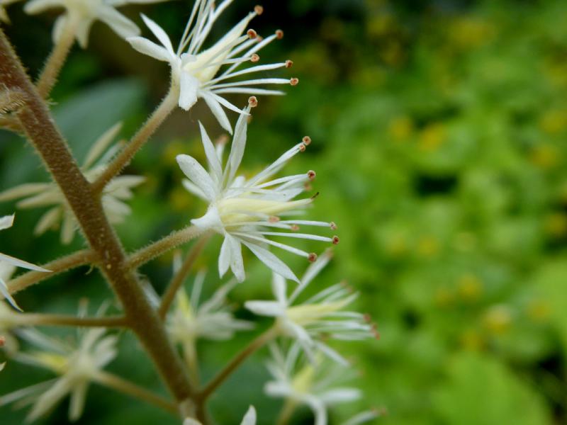 Einzelblüten der Schaumblüte in Nahaufnahme