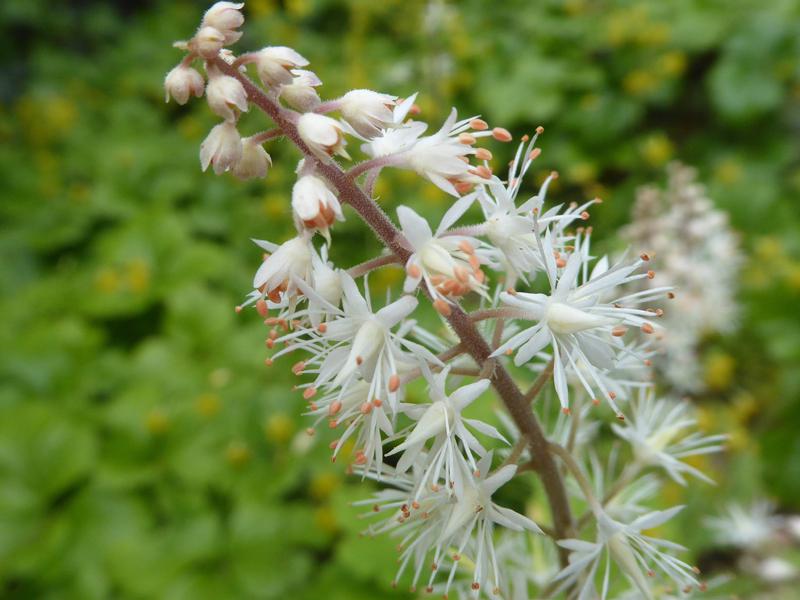 Üppige weiße Blüte - die Herzblättrige Schaumblüte