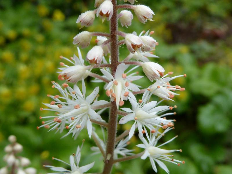 Weiße Blüte mit orangen Staubgefäßen: die Schaumblüte