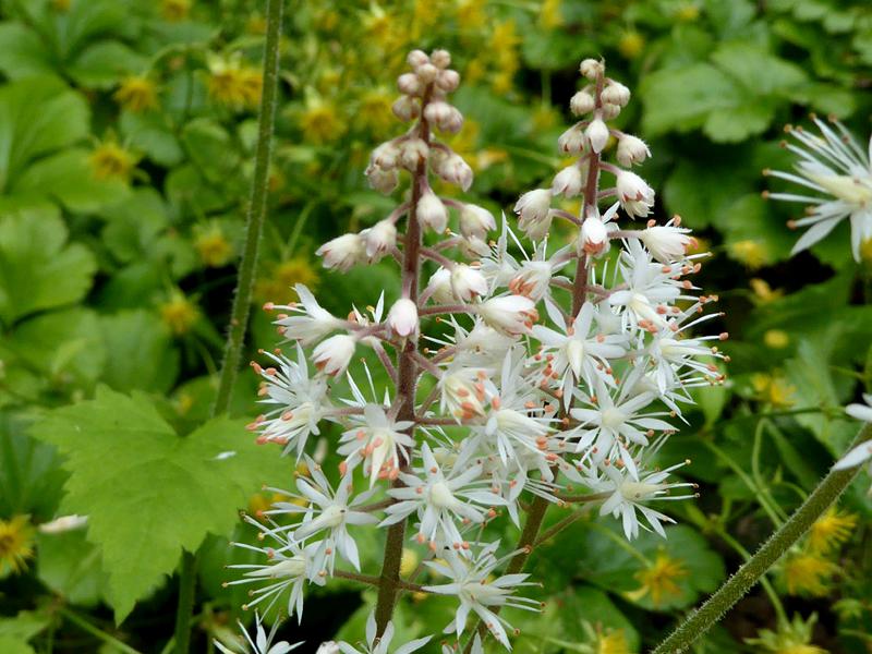 Die weißblühende Schaumblüte