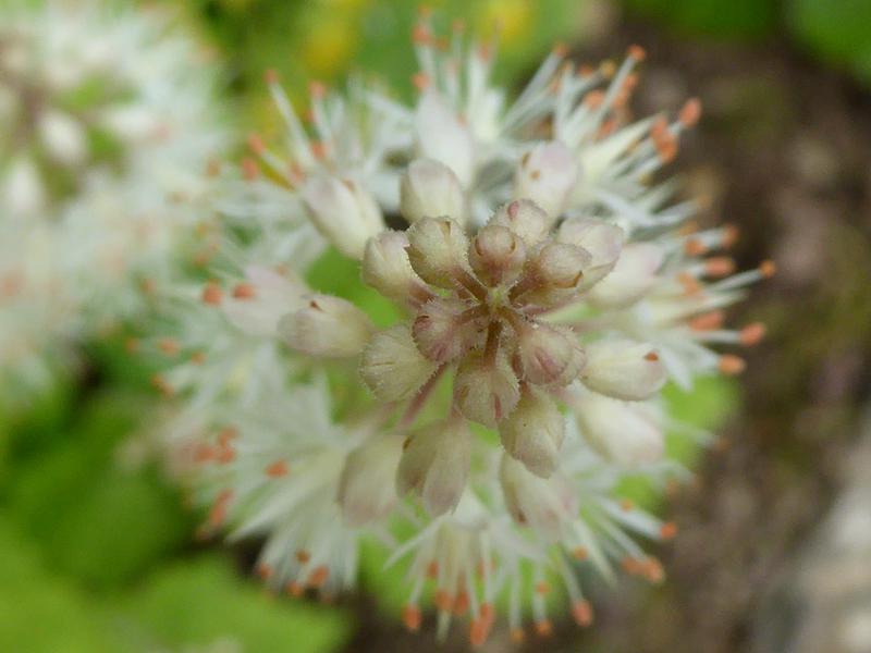 Weiße Blütentraube der Schaumblüte in Draufsicht