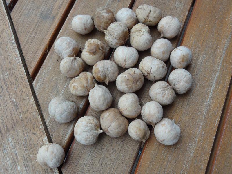 Bitternötshickory, Carya cordiformis