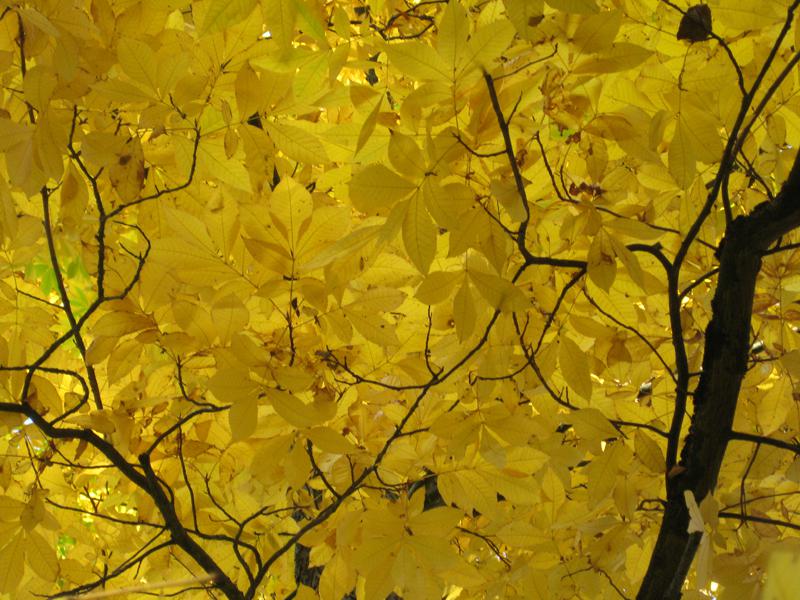 Bitternötshickory, Carya cordiformis