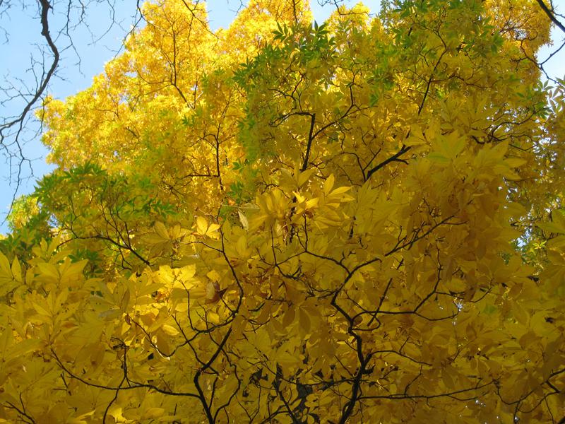 Bitternötshickory, Carya cordiformis
