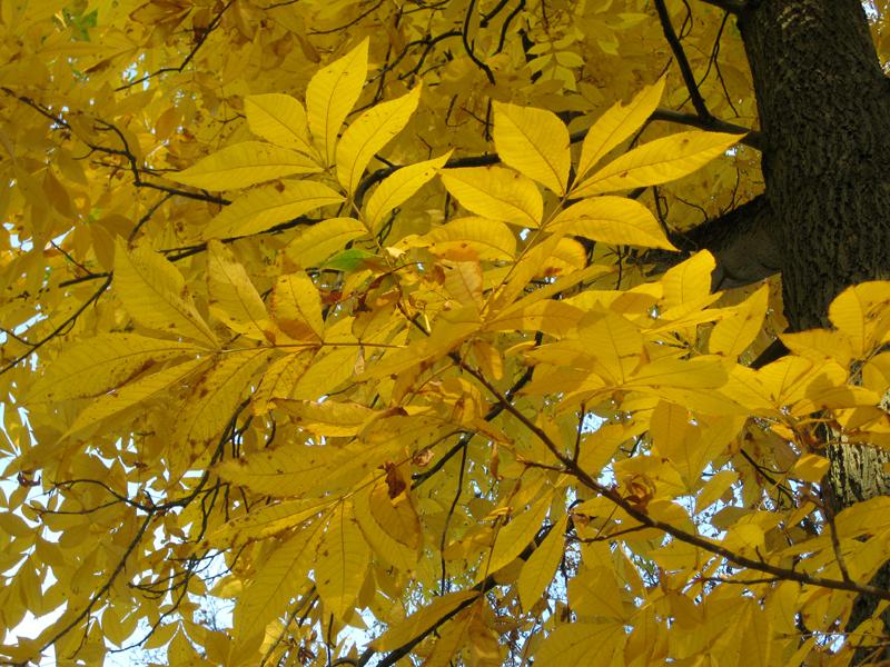 Bitternötshickory, Carya cordiformis