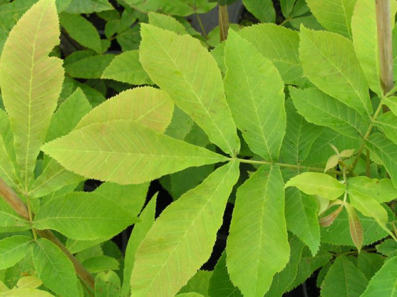 Bitternötshickory, Carya cordiformis