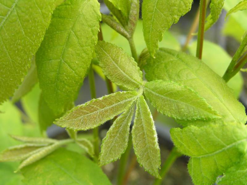 Bitternötshickory, Carya cordiformis
